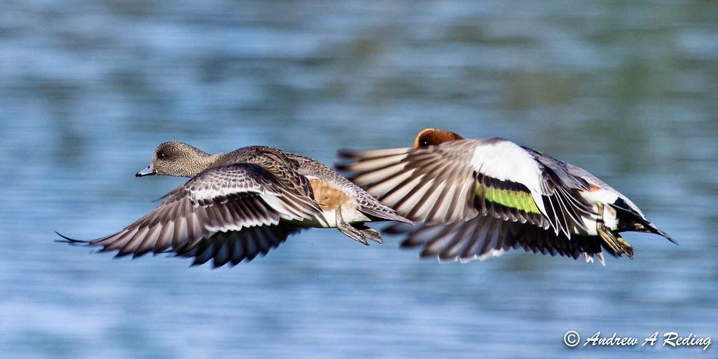 female American wigeon and male Eurasian wigeon in flight by Andrew Reding is marked with CC BY-NC-ND 2.0.